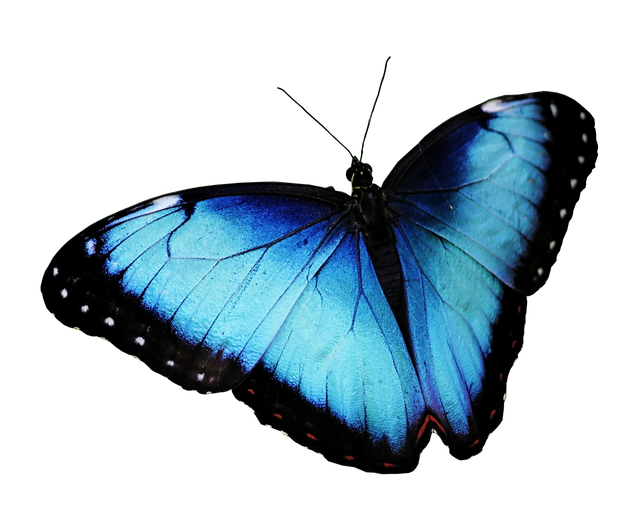 Blue Butterfly Png Transparent Image (black)