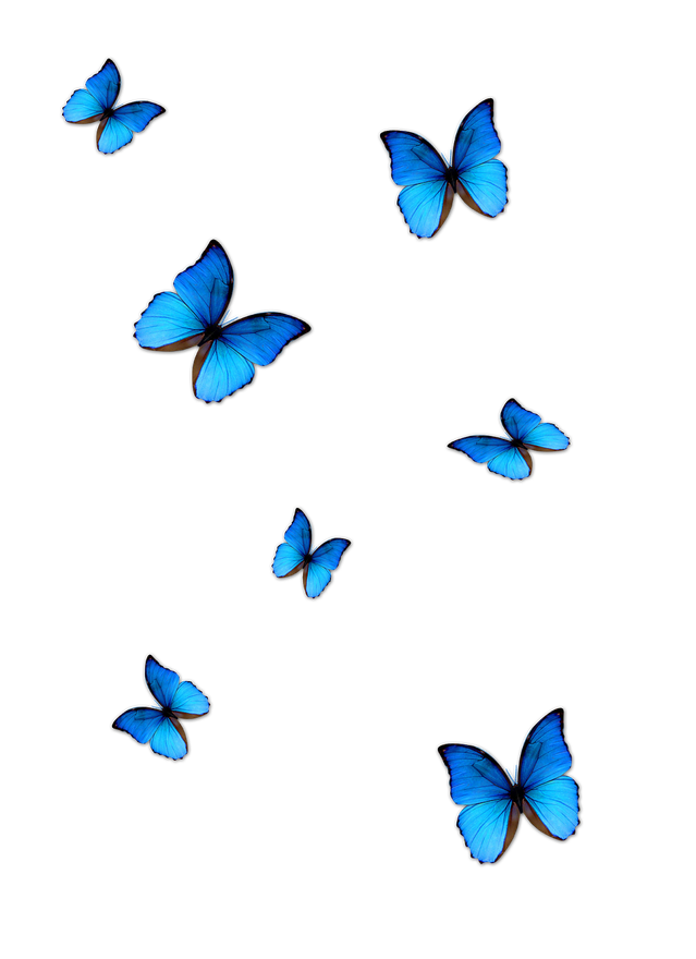 Blue Butterfly Transparent Png (black, teal)