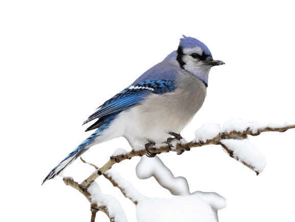 Blue Jay Png File (white, gray)