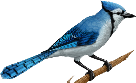 Blue Jay Png Free Download (black, gray)