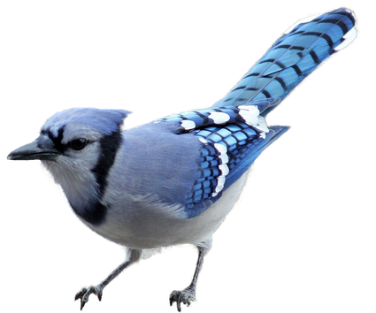 Blue Jay Png Hd Isolated (white, black, gray)