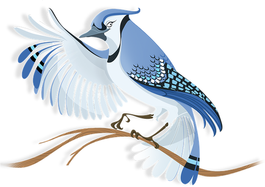 Blue Jay Png Hd (white, lavender, black, silver)