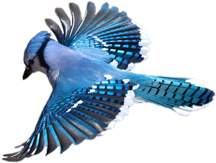 Blue Jay Png Image (white, black, gray)