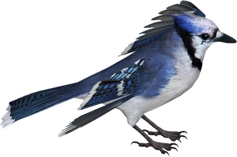 Blue Jay Png Isolated File (black)