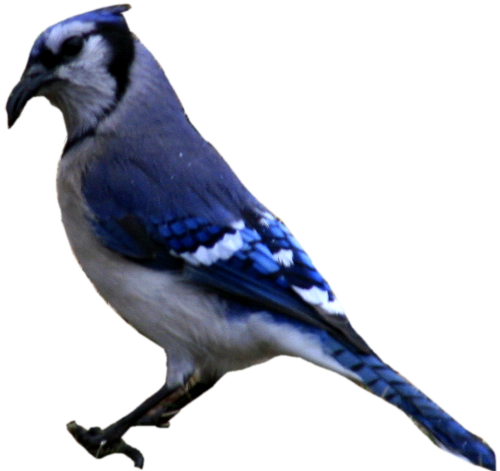 Blue Jay Png Isolated Image (black)