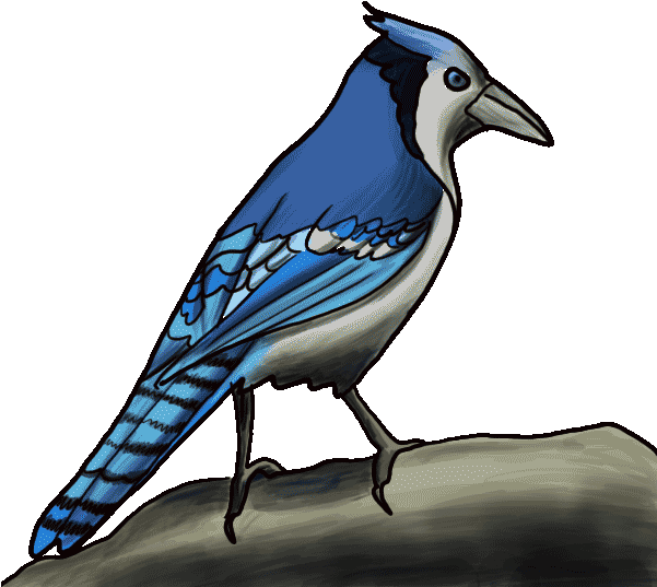 Blue Jay Png Isolated Photo (silver, black, teal)