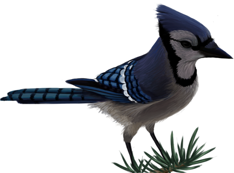 Blue Jay Png Isolated Pic (black, indigo)