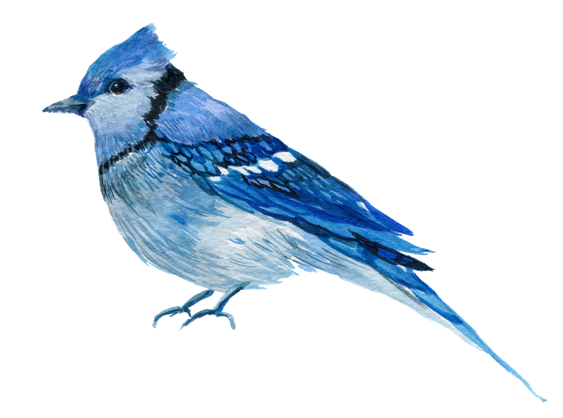 Blue Jay Png Photo (black)