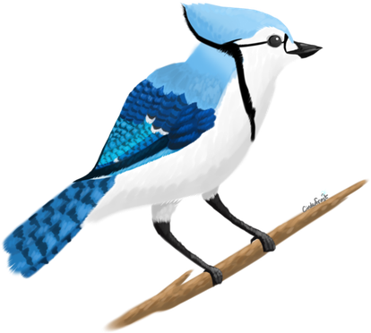 Blue Jay Png Photos (white, lavender, black)