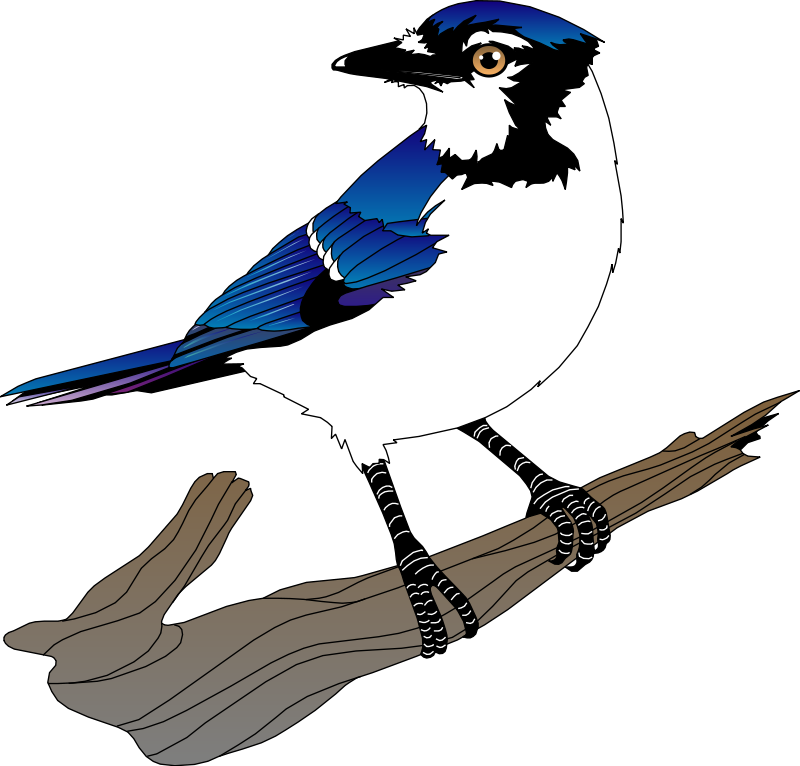 Blue Jay Png Pic (white, black, gray)