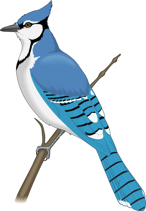 Blue Jay Png (teal, silver, black, lavender, gray)