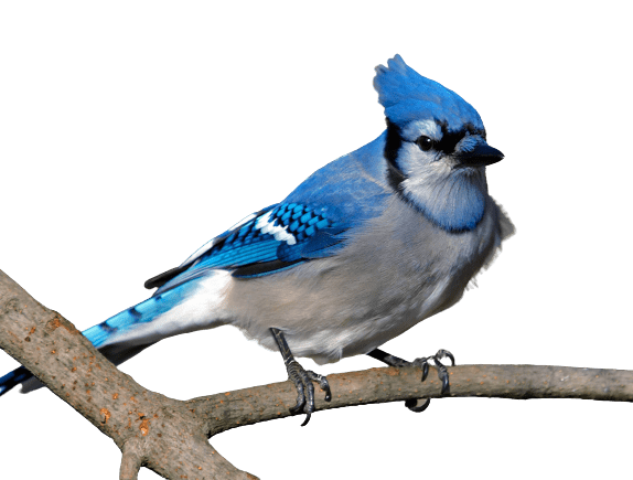 Blue Jay Transparent Png (gray)