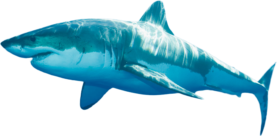 Blue Real Shark Png Clipart (teal, black)