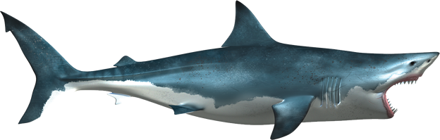 Blue Real Shark Png Pic (teal, black, navy)