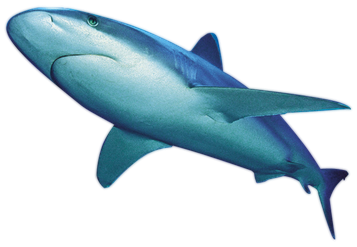 Blue Real Shark Transparent Background (teal, black, lavender, silver)