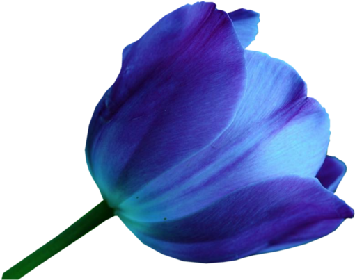 Blue Tulip Png File (black, navy)