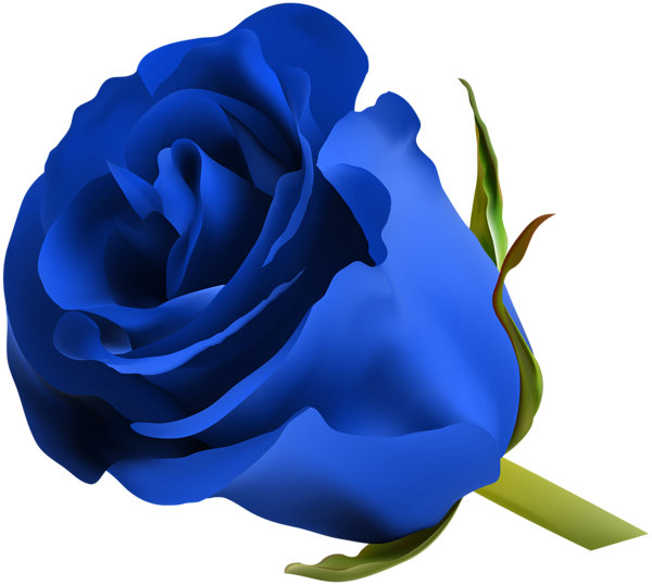 Blue Tulip Png Hd (black, navy)