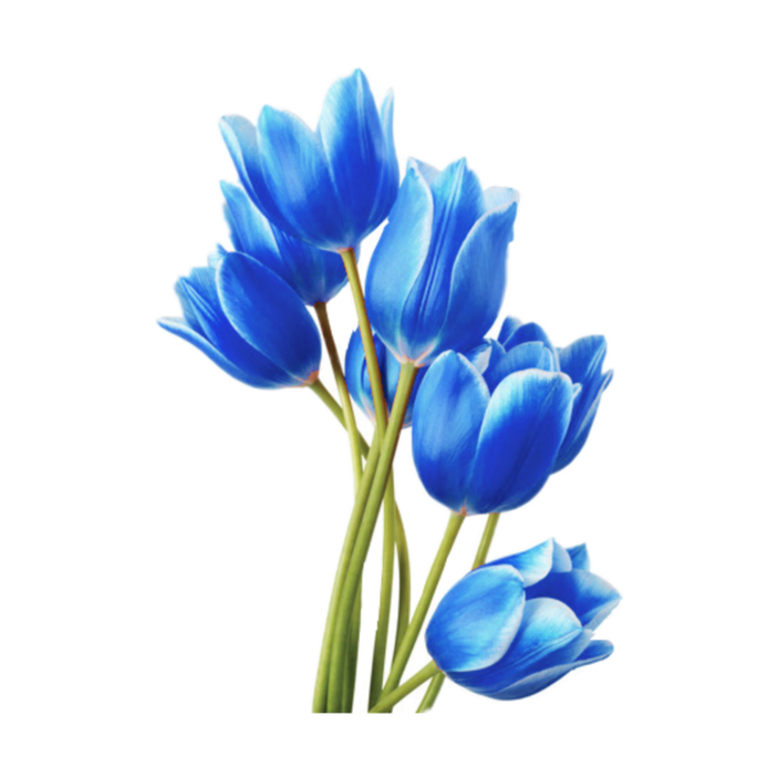 Blue Tulip Png Isolated Hd (black, navy, silver, white)