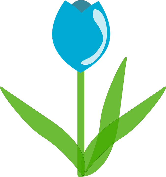 Blue Tulip Png Picture (teal, black, olive, green)