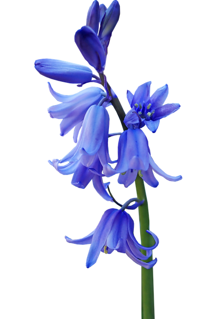 Bluebell Download Png Image (black, indigo)