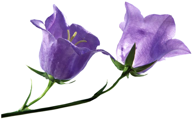 Bluebell Png File (black)