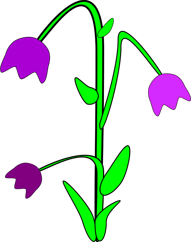 Bluebell Png Image (lime, purplish red, gray, purple)