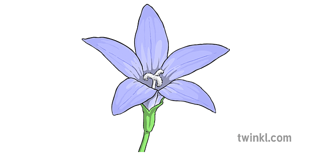 Bluebell Png Isolated Clipart (gray, plum)