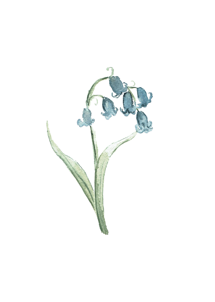 Bluebell Png Photo (black)