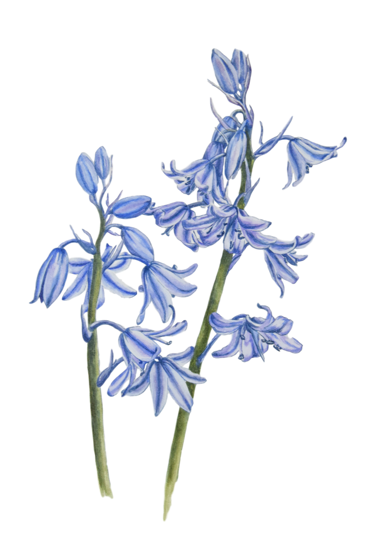 Bluebell Png Transparent Image (black)