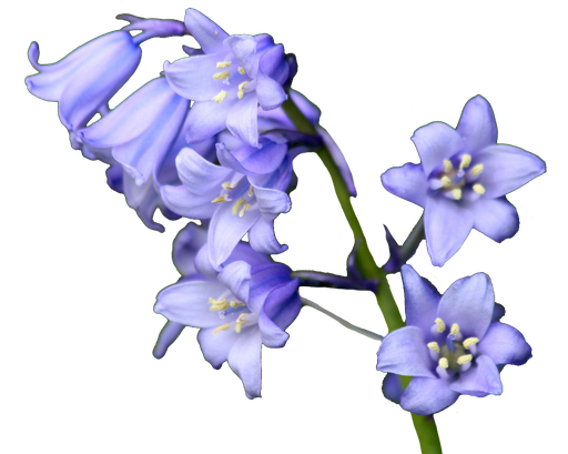 Bluebell Transparent Background (lavender, black)