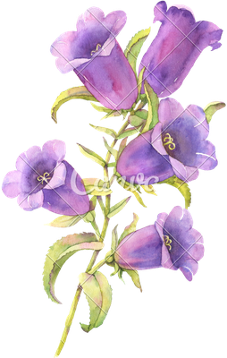 Bluebell Transparent Images Png (black)