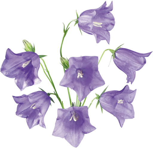 Bluebells Flower Png Image (black, gray, silver)