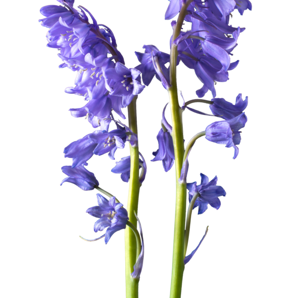 Bluebells Flower Png Pic (black)