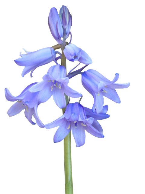 Bluebells Png Pic (silver, black, plum)