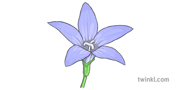 Bluebells Png Transparent Image (lavender, black, plum)