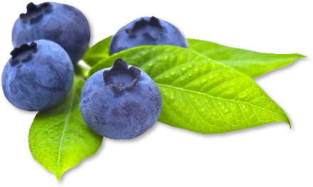 Blueberry Png Transparent Picture (black)