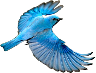 Bluebird Png Hd Isolated (black)