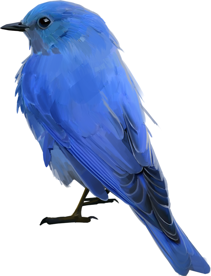 Bluebird Png Isolated File (black, gray, teal)