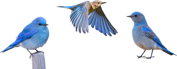 Bluebird Png Isolated Image (white, silver, gray)