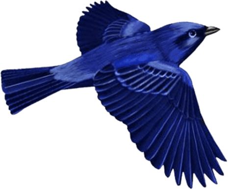 Bluebird Png (black, navy)