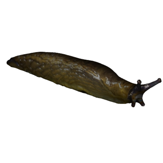 Slug Png Isolated Photo (black)