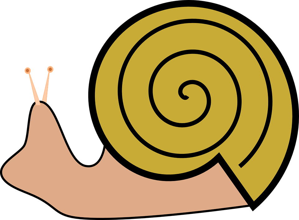 Slug Png Picture (black, salmon, orange, chocolate)