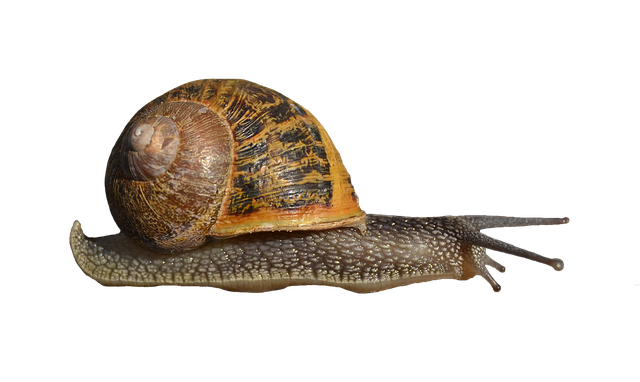 Slug Png Transparent (black)