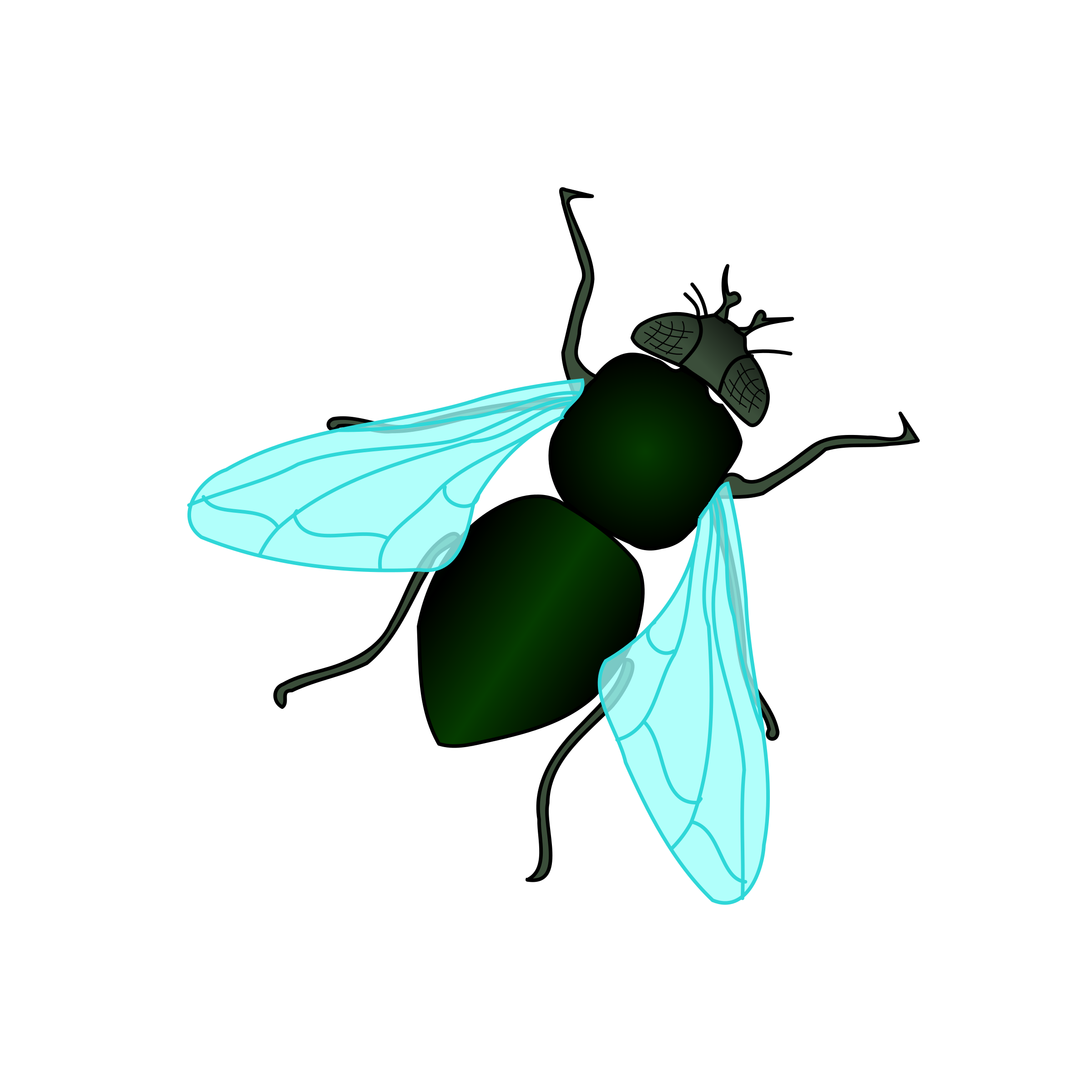 Fly Background Png (black, mint)