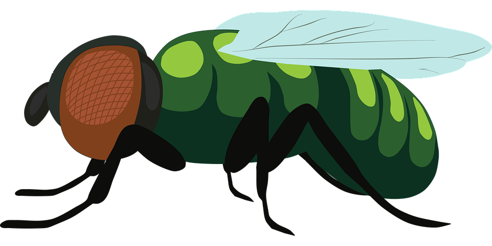 Fly Insect Png File (chocolate, green, mint, black, maroon)