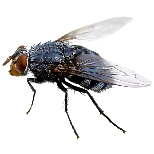 Fly Insect Png Hd Isolated (black)