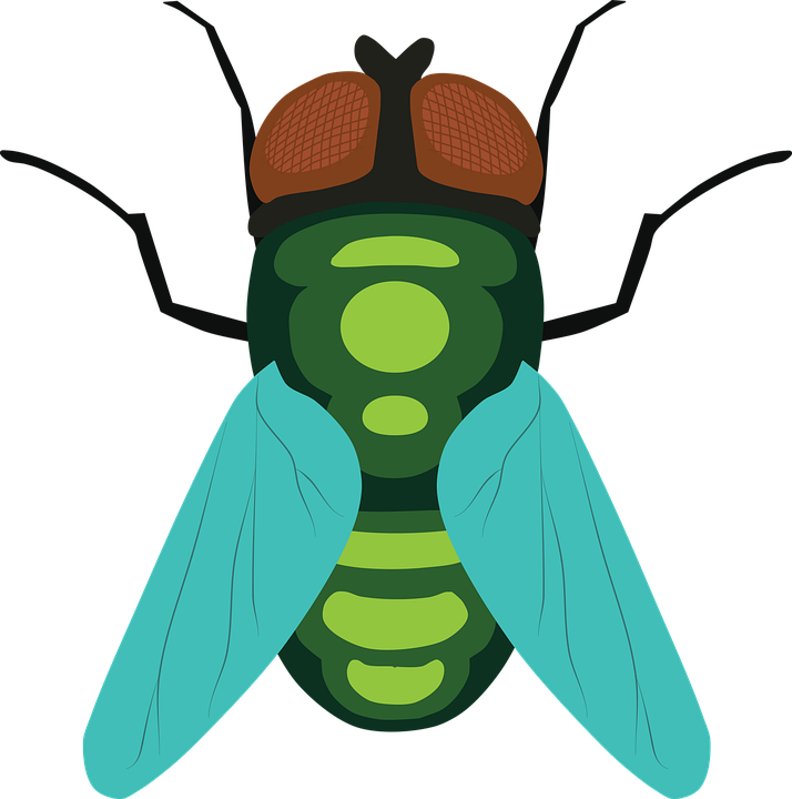 Fly Insect Png Hd (black, olive, gray, green)