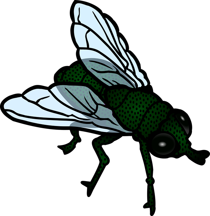 Fly Insect Png Isolated Hd (black, lavender)