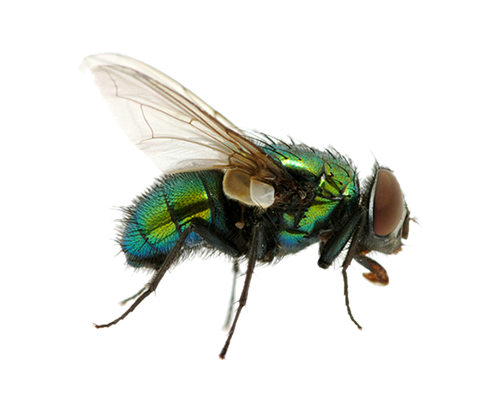 Fly Insect Png Isolated Photo (white)