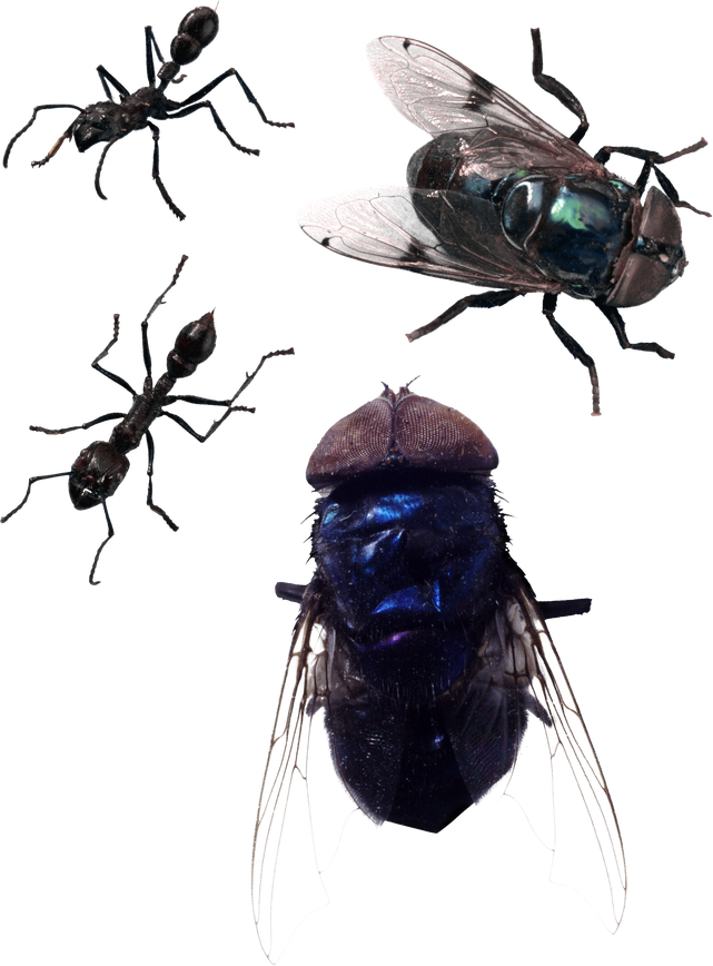 Fly Insect Png Picture (black)